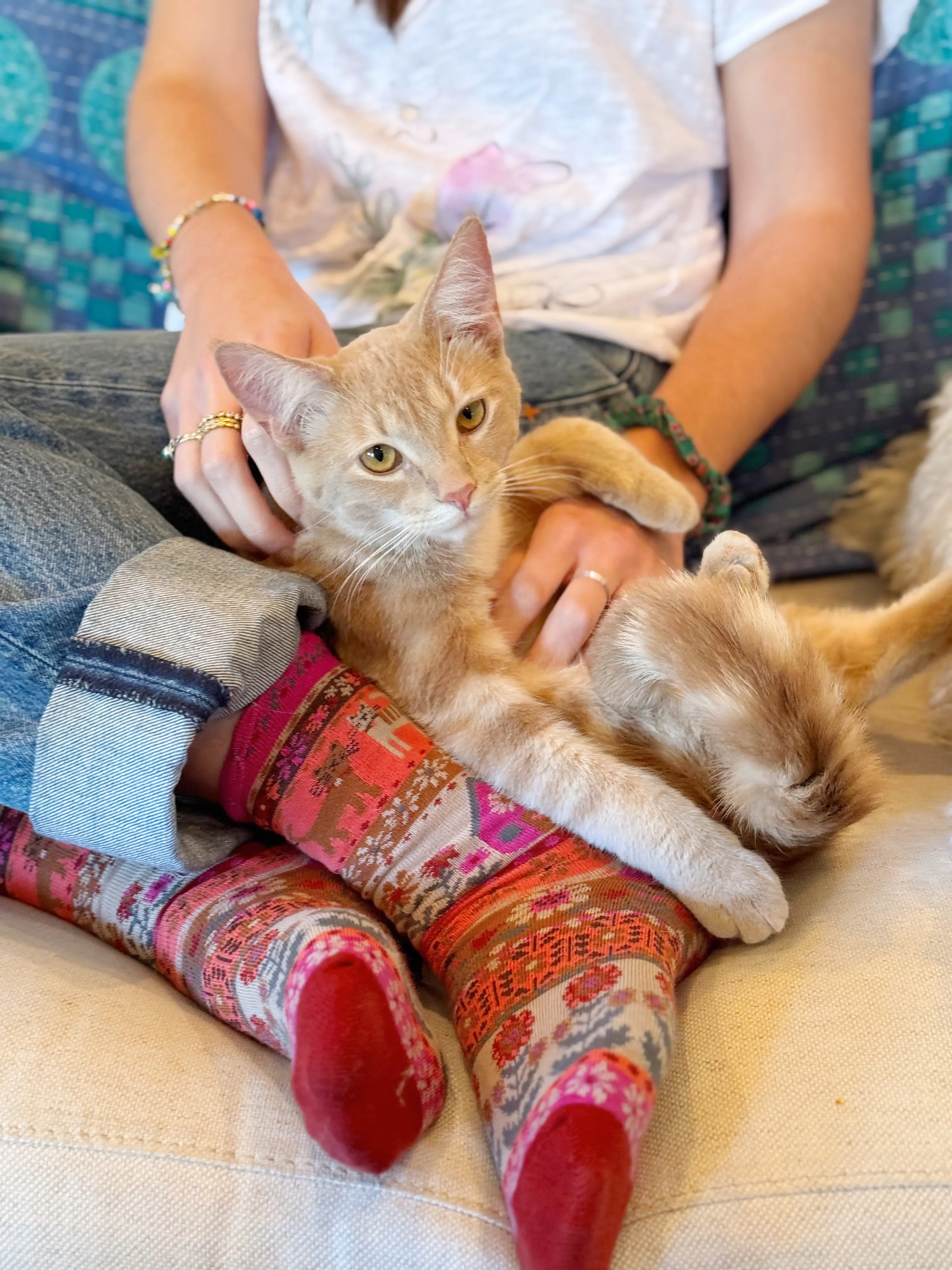 Boxed Boho Sock Set, Set of 3 - Cat - Image 2